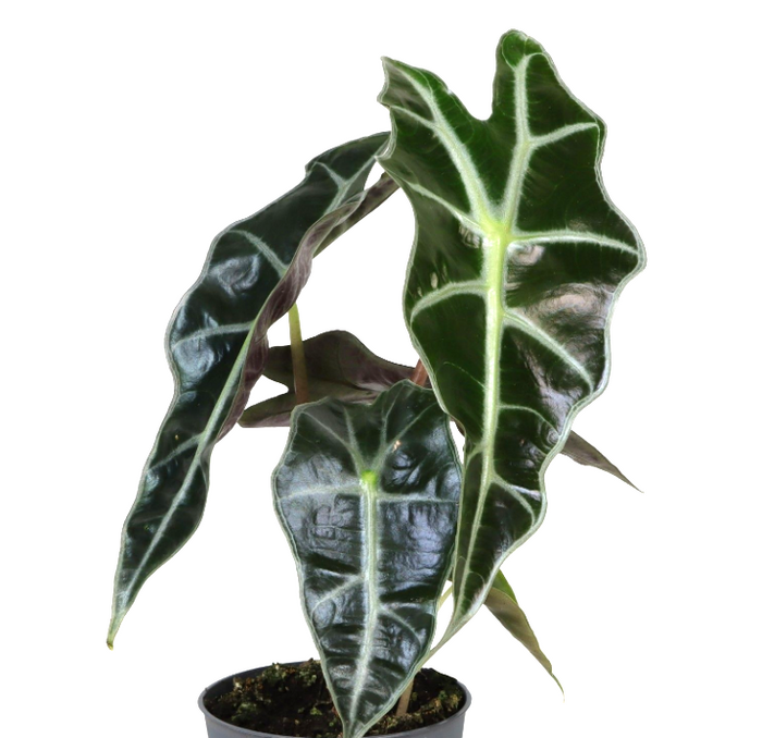 baby Alocasia Amazonica Dwarf